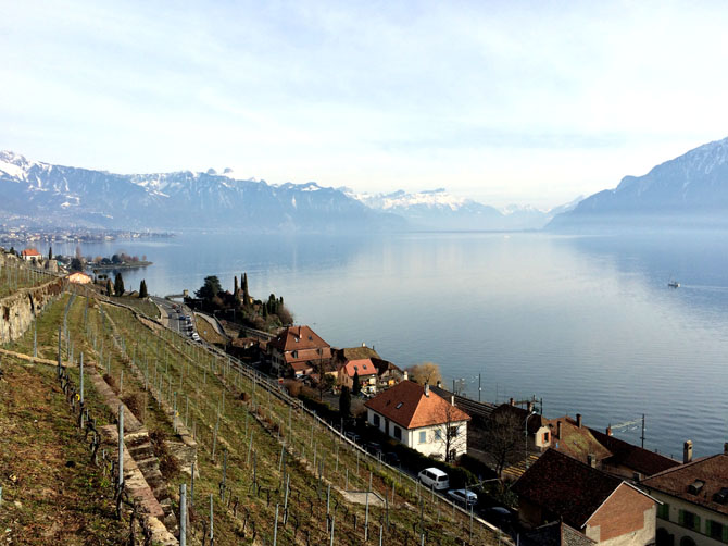 Lac Léman et vigne du Canton de Vaud.