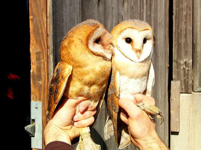 Couple de chouettes effraie (Tyto alba), assez abondantes dans la région.
