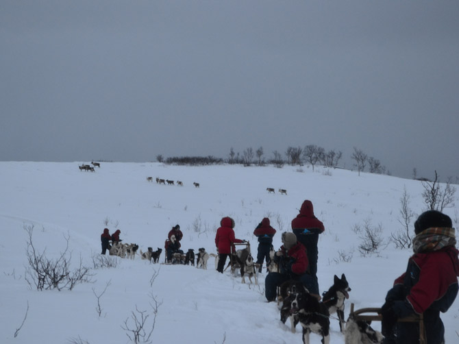 Promenade en chiens de traîneaux, Tromsø.