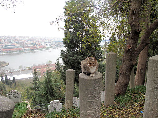 Istanbul ne serait plus la même sans ses chats !
