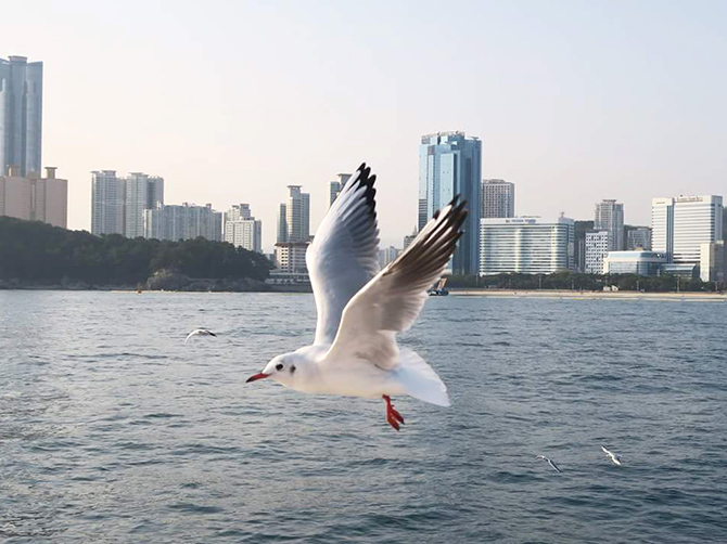Busan.