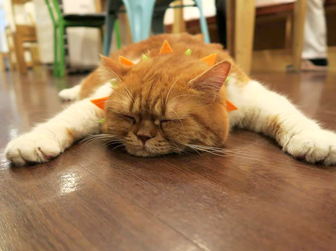 Cat Cafe à Myeongdong, Seoul.